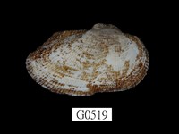 藏品(布氏魁蛤)的圖片